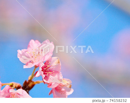 透明感のある綺麗な河津桜と空 透明感のある綺麗な河津桜と空 74158232