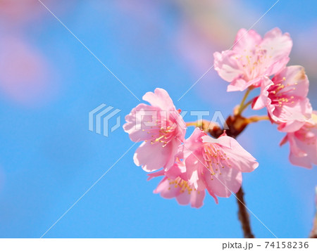 透明感のある綺麗な河津桜と空 透明感のある綺麗な河津桜と空 74158236