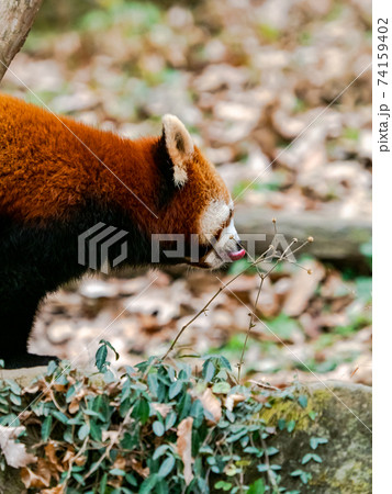 可愛いレッサーパンダ　ペロリ舌出し 74159402