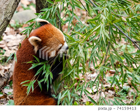 可愛いレッサーパンダ　食事 74159413