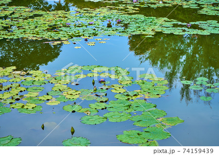 Water lilies lake in a green recreation park Water lilies lake in a green recreation park 74159439