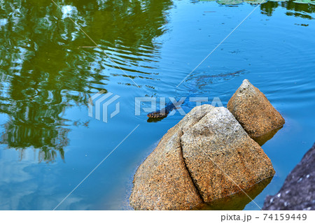 Monitor lizard in a lake in a green recreation park in Asia 74159449