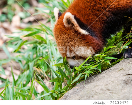 可愛いレッサーパンダ 食事 可愛いレッサーパンダ 食事 74159474