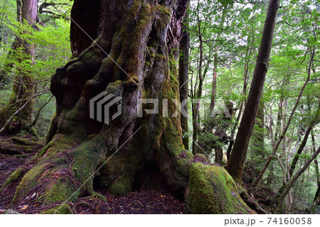仏陀杉、ヤクスギランド、屋久島、鹿児島 74160058