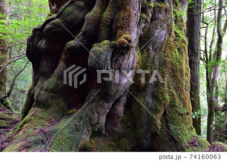 仏陀杉、ヤクスギランド、屋久島、鹿児島 74160063