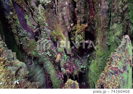 ヤクスギランド、屋久島、鹿児島 74160408