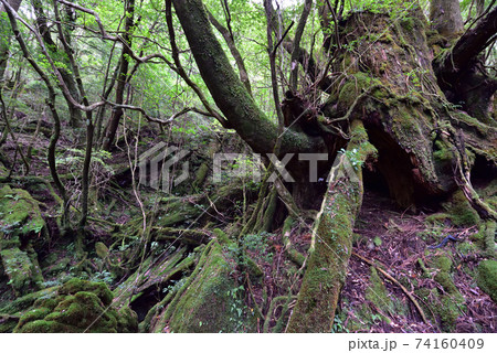 ヤクスギランド、屋久島、鹿児島 74160409