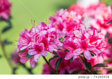 Close up on blooming pink rhododendron flower in spring. Close up on blooming pink rhododendron flower in spring. 74160458