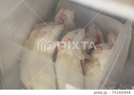 Frozen white mice in a freezer at a pet store Frozen white mice in a freezer at a pet store 74160948