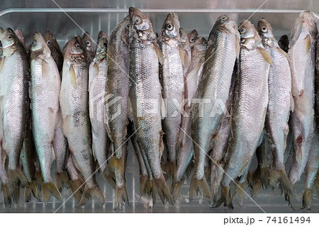 Lot of frozen smelt fish in freezer at seafood market 74161494