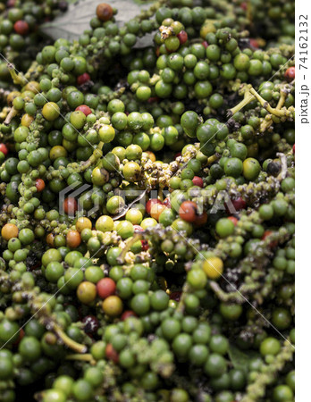pods of freshly picked organic kampot green peppercorns in cambodia pods of freshly picked organic kampot green peppercorns in cambodia 74162132
