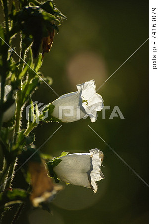 静かなフウリンソウ 74163079