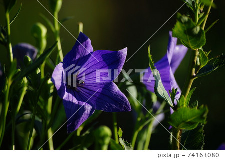 涼しげなキキョウ 74163080