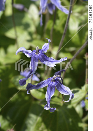 Clematis Hendersonii Clematis Hendersonii 74163266