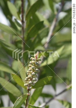 Crimson bottlebrush 74163280
