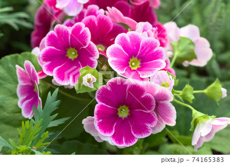 プリムラ オブコニカ うつり紅 プリムラ オブコニカ うつり紅 74165383