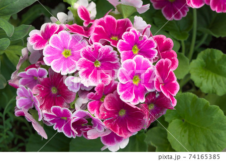 プリムラ　オブコニカ　うつり紅 74165385