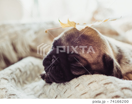 Cute, sweet puppy lying on the windowsill 74166200