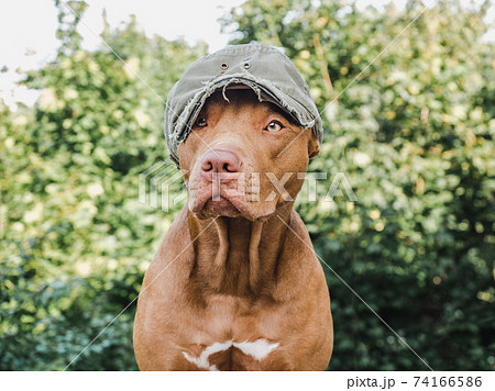 Lovable, pretty puppy of chocolate color. Close-up 74166586