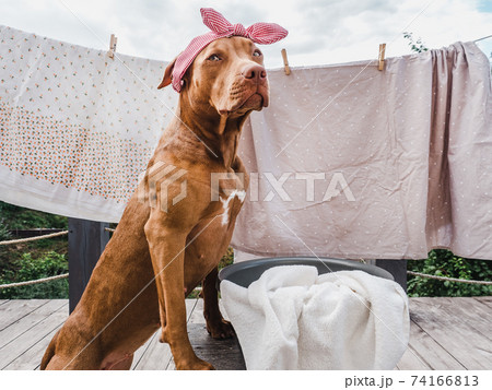 Lovable, pretty puppy of chocolate color. Close-up Lovable, pretty puppy of chocolate color. Close-up 74166813