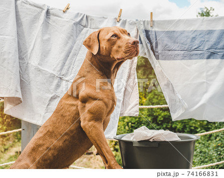 Lovable, pretty puppy of chocolate color. Close-up Lovable, pretty puppy of chocolate color. Close-up 74166831