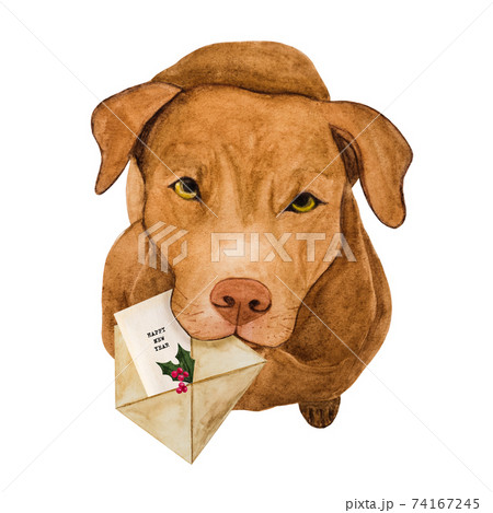 Lovable, pretty puppy of chocolate color. Beautiful drawing 74167245