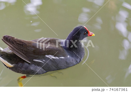 Close up shot of a common gallinule 74167361