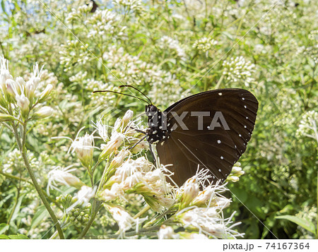 Close up shot of Euploea mulciber butterfly 74167364