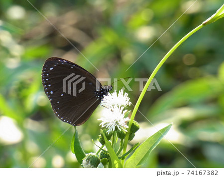 Close up shot of Euploea mulciber butterfly 74167382