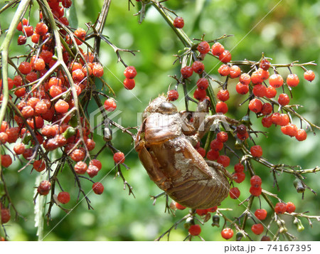 Close up shot of a shell of Cicadas 74167395