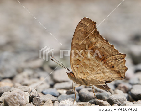 Close up shot of a Lemon pansy butterfly Close up shot of a Lemon pansy butterfly 74167403