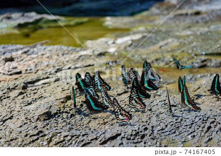 Close up shot of many Common jay drinking water 74167405