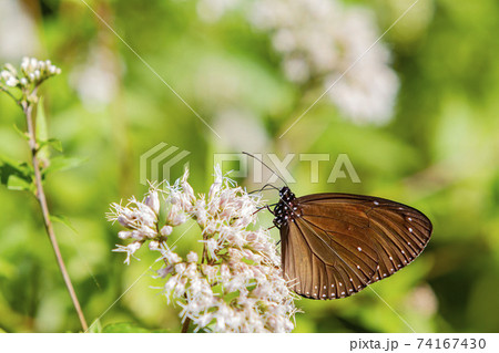 Close up shot of Euploea mulciber butterfly 74167430