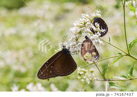 Close up shot of Euploea mulciber butterfly Close up shot of Euploea mulciber butterfly 74167437