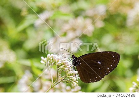 Close up shot of Euploea mulciber butterfly 74167439