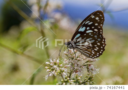 Close up shot of Blue tiger butterfly 74167441