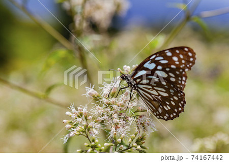 Close up shot of Blue tiger butterfly 74167442