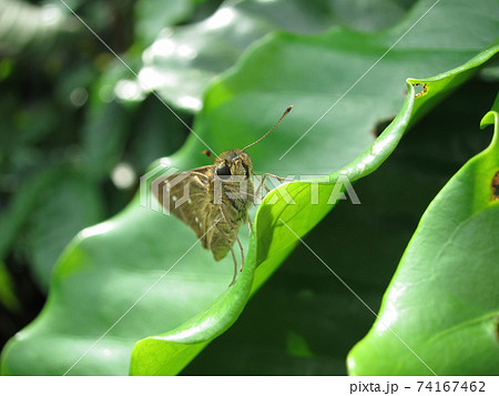 Close up shot of a Small branded swift butterfly Close up shot of a Small branded swift butterfly 74167462