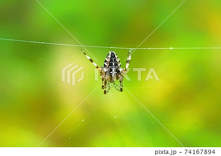 European garden spider hanging on a web wire 74167894