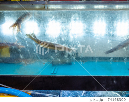 squids in tank in Taepo Fish Market in Sokcho squids in tank in Taepo Fish Market in Sokcho 74168300