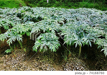 伊勢神宮のしめ縄にも使われる栃木の麻『野州麻』 伊勢神宮のしめ縄にも使われる栃木の麻『野州麻』 74168760