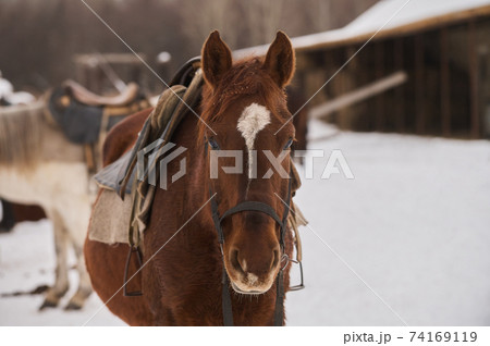 Herd of foals on the snow-covered meadow in a deep winter. 74169119