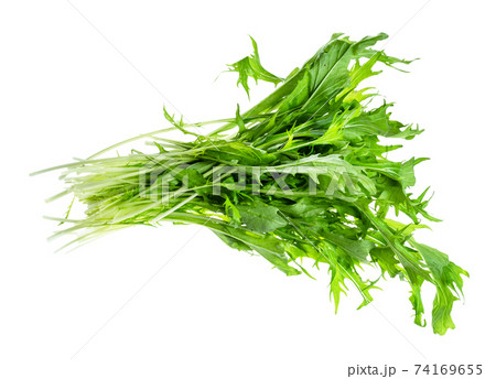bunch of mizuna (Japanese leaf cabbage) herb 74169655