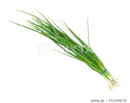 bundle of fresh scallions (green onions) cutout bundle of fresh scallions (green onions) cutout 74169670