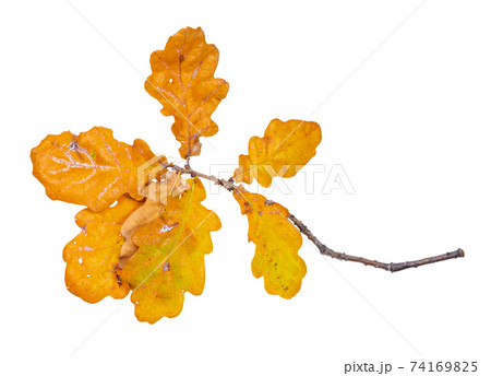 yellow autumn oak leaves on twig cutout yellow autumn oak leaves on twig cutout 74169825