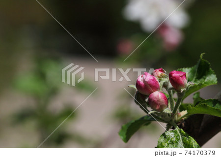 ニュートンのリンゴの花の蕾 74170379