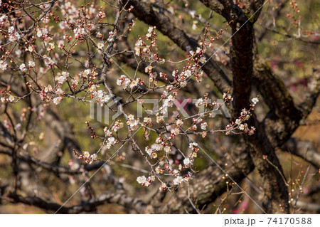 白梅と蕾、2月初旬、横浜大倉山公園 74170588