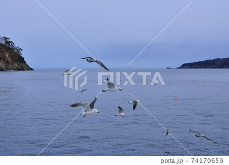 三陸復興国立公園 浄土ヶ浜 みやこ浄土ヶ浜遊覧船 岩礁のウミネコの群れ 三陸復興国立公園 浄土ヶ浜 みやこ浄土ヶ浜遊覧船 岩礁のウミネコの群れ 74170659