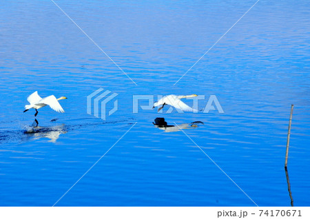 宮城県　伊豆沼　湖面を飛び立つハクチョウの番い 74170671
