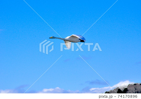 宮城県 伊豆沼 青空に舞いあがったハクチョウ 宮城県 伊豆沼 青空に舞いあがったハクチョウ 74170896
